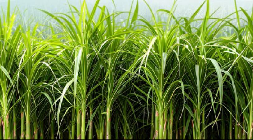 ธุรกิจส่งเสริมและพัฒนาอ้อย