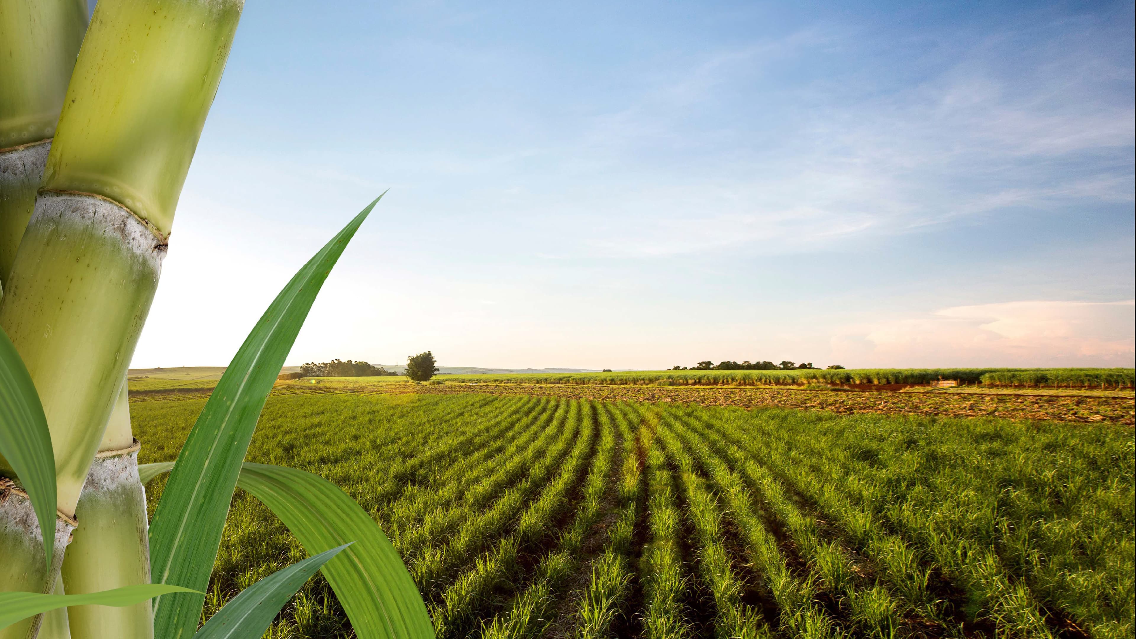 วิสัยทัศน์ Background